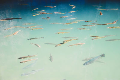 Flock of fish swimming in sea