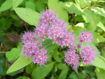 Close-up of pink flowers