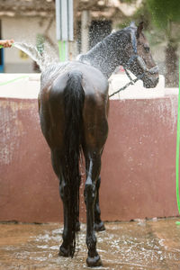 Photo of a horse being washed, rear view