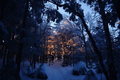 Trees in forest during winter