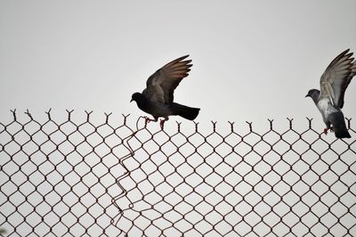 Low angle view of birds flying against sky