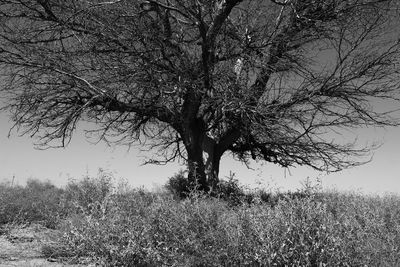 Bare tree on field against sky
