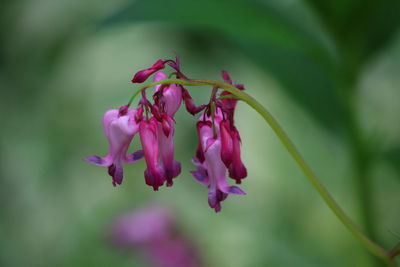 Close-up of pink flowering plant