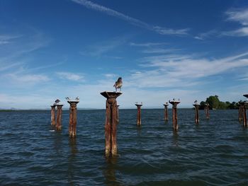 Old pier los haitises