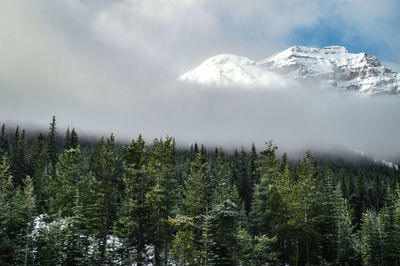 Scenic view of tree mountains against sky