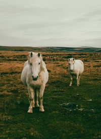 Horse grazing on field against sky