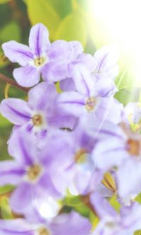 Close-up of flowers