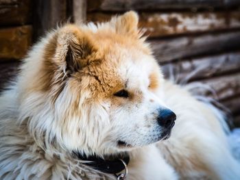 Close-up of dog outdoors