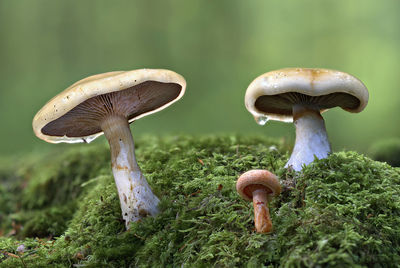 Close-up of mushroom growing on field