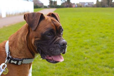 Close-up portrait of dog