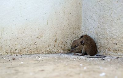 Lion sitting on wall