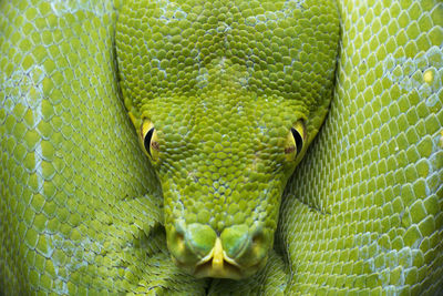 Close-up portrait of green snake