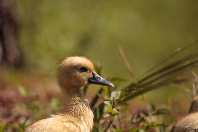 Close-up of a bird