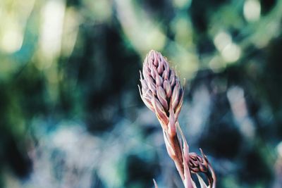 Close-up of flower bud