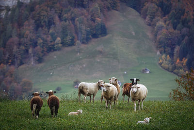 Sheep on grassy field against mountain