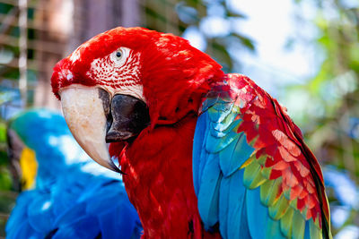 Low angle view of macaw 