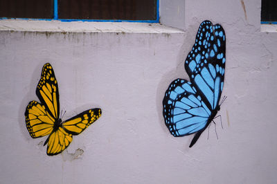 Close-up of butterfly on wall