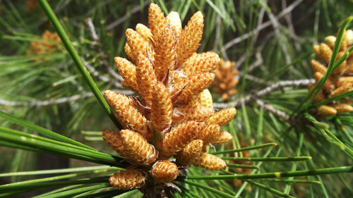 Close-up of pine cones on dry leaves