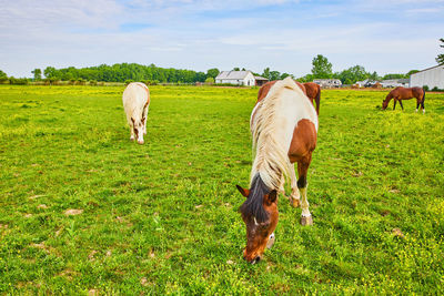 pasture