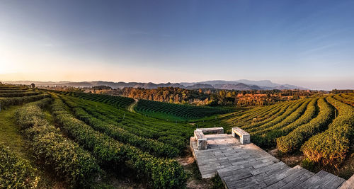 Scenic view of agricultural field against sky