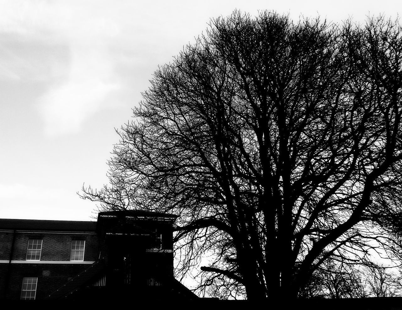 CLOSE-UP LOW ANGLE VIEW OF TREE