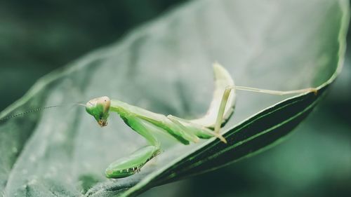 Close-up of insect on leaf