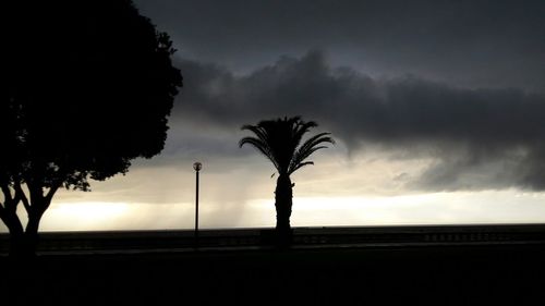 Silhouette tree on beach against sky during sunset