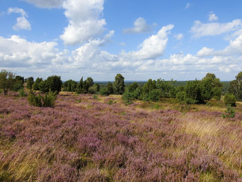 Scenic view of trees on field against sky