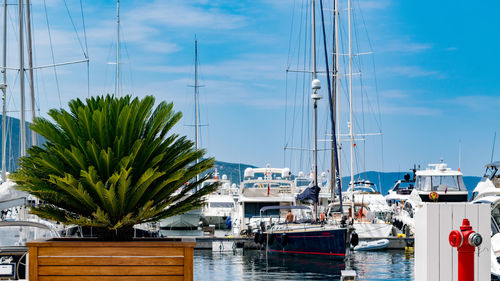 Sailboats moored at harbor against blue sky