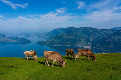 House cows grazing in the swiss mountains.