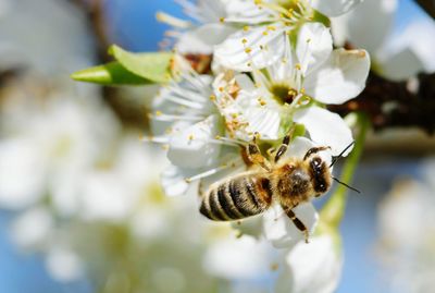 Close-up of bee on white flower