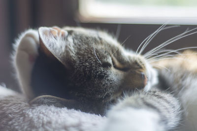 Close-up of cat sleeping