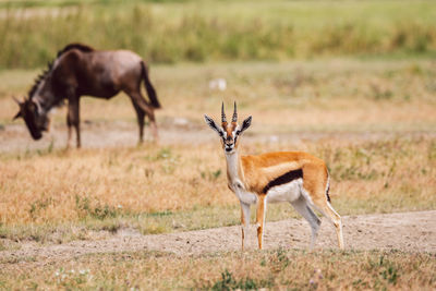 Impala antelope standing on field