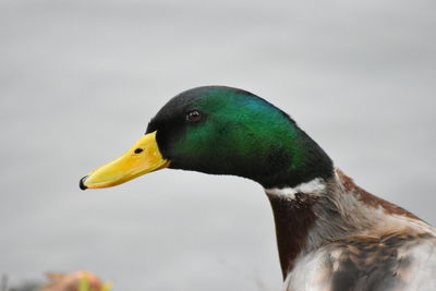 Close-up of bird against sky