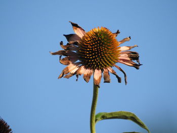 Close-up of flower against blue sky