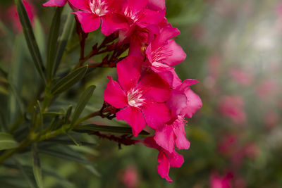 Close-up of pink flowering plant