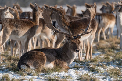 Deer relaxing on land during winter