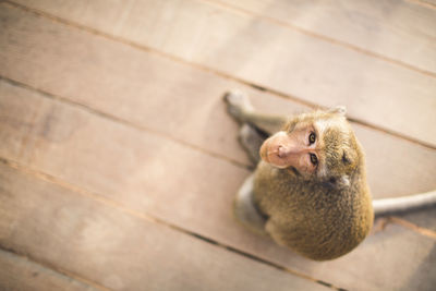 High angle view of monkey looking up 
