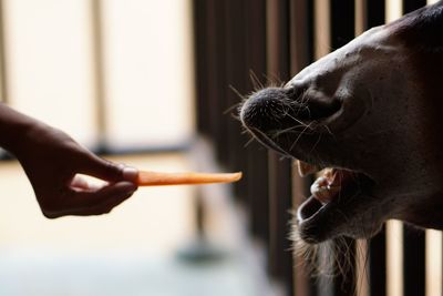 Close-up of a hand holding cat