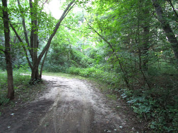 Dirt road passing through forest
