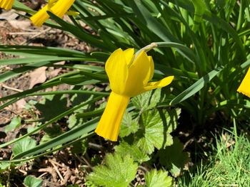 Close-up of yellow flowering plant on field