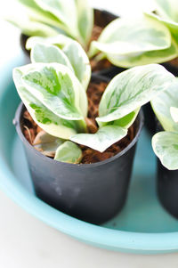 Close-up of plant in bowl