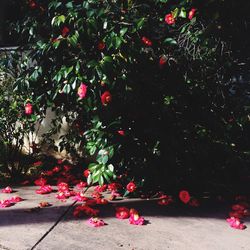 Red flowers on tree