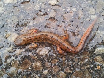 Close-up view of an animal
