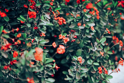 Close-up of orange berries on plant