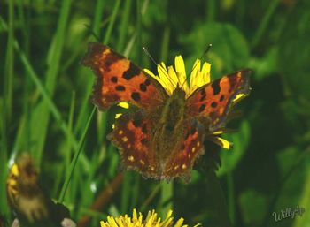 Close-up of butterfly pollinating on flower