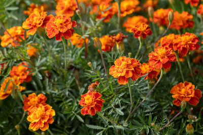 Close-up of yellow flowering plants