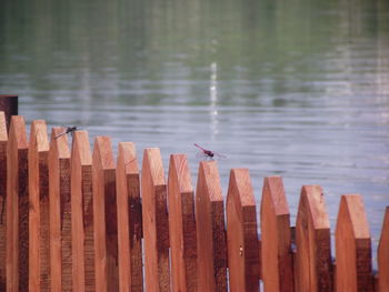 Panoramic view of birds on wooden fence