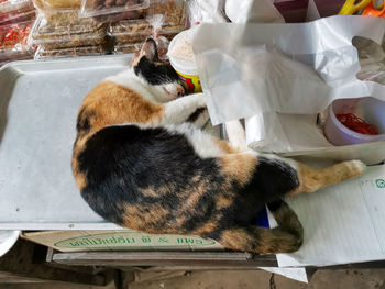 High angle view of cat sleeping on table