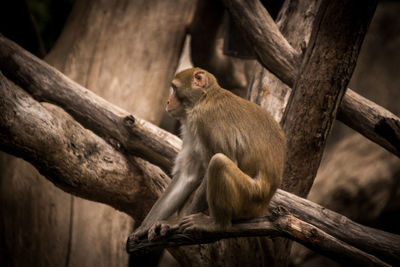 Monkey sitting on branch